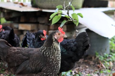Kırsal bir çiftlikte tavuklar. Tarım. Kümes hayvanları. Çiftleşen tavuklar.