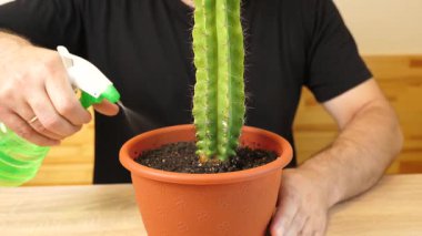 Kaktüse su püskürtülür. Kaktüs bakımı.
