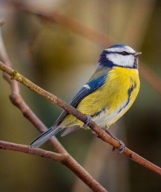 Eurasian blue tit perched on a branch 