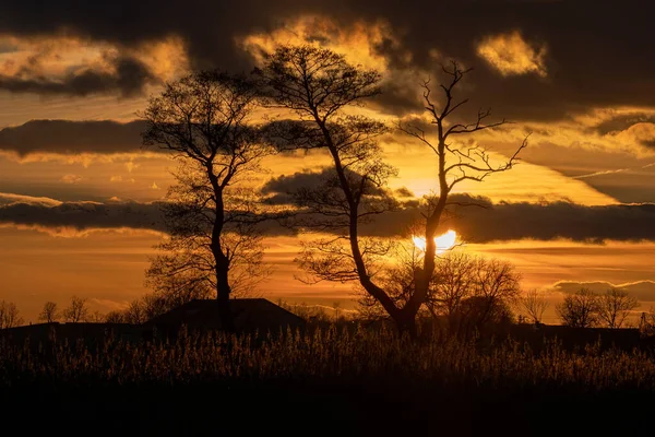 Zwei Einsame Bäume Vor Dem Hintergrund Des Sonnenuntergangs — Stockfoto