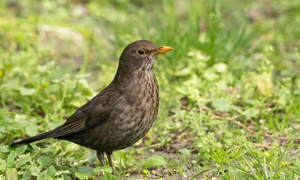 stock image Blackbird (Turdus merula_ - female 