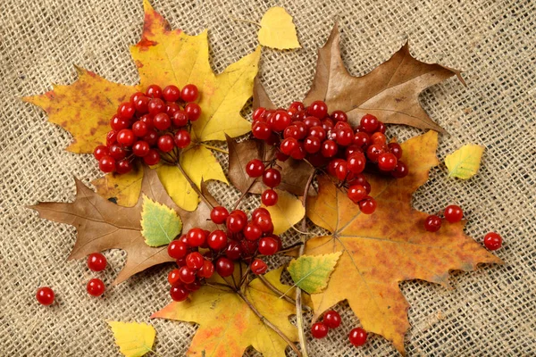 Güz yaprakları ve guelder çuval çiçekleri