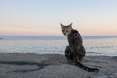 Kedi kameraya bakıyor, deniz manzarası