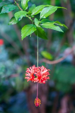 Botanik Bahçelerinde güzel kırmızı çiçek
