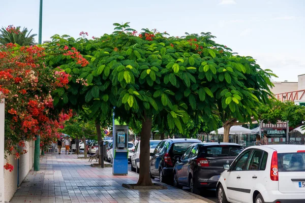 Stock image Colourful green tree on the street