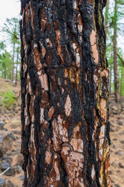 Lavla kaplandıktan sonra ağaç kabuğu dokusu