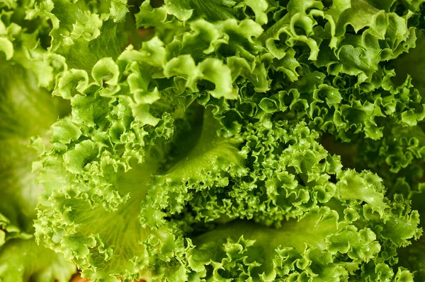 Taze yeşil marul Close-Up