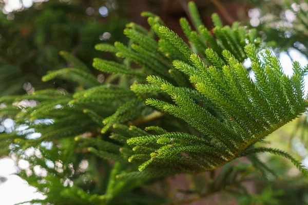Araucaria Columnar Pine Leaves Tree — Stock Photo, Image