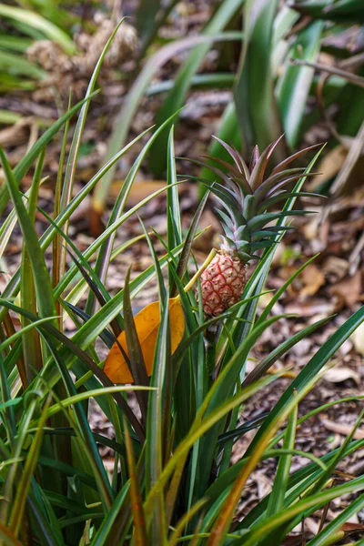 Ağaçta büyüyen küçük Ananas