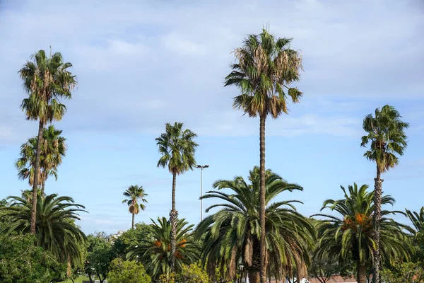 Yeşil palmiye ağaçları ve mavi gökyüzü manzarası