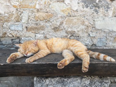 Kedi ahşap bir tahtanın üzerinde uyuyor.