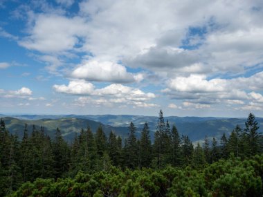 Arkaplanda ağaçların ve Karpat Dağlarının manzara görüntüsü