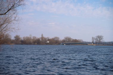 Martı baharda nehrin üzerinde uçuyor.