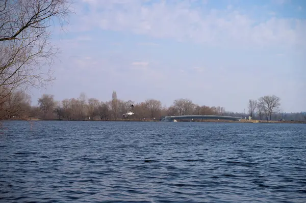 Martı baharda nehrin üzerinde uçuyor.