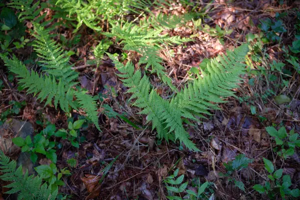 Vahşi eğreltiotlarının doğal güzelliklerini yakalayan bir görüntü çalıların altında gelişiyor.