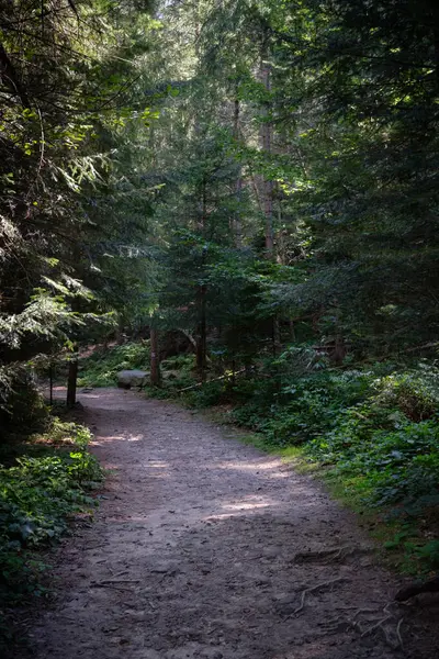 stock image A serene image of a sunlit path winding through a dense forest of evergreen trees.