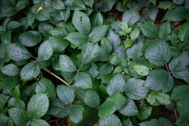 Yoğun, yemyeşil yapraklı bir çalılığın yakın çekimi.
