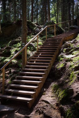 Tahta bir merdiven kayalar ve yosunlarla çevrili bir ormanlık tepeyi sarar.