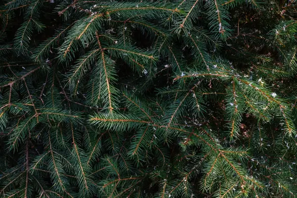 Her yere dağılmış küçük beyaz benekleri olan, sık ve yeşil dallardan oluşan bir çalılığa yakın plan.