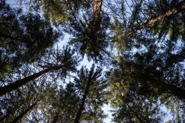Mavi gökyüzüne karşı yüksek ağaçların yoğun gölgesine bakan bir manzara.