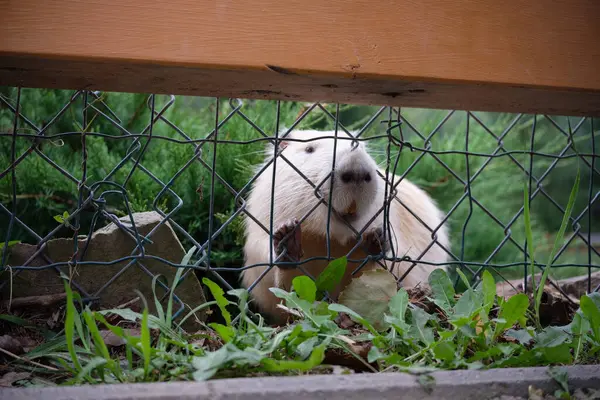 Meraklı bir fındık faresi kameraya tel örgünün içinden bakar bıyıkları seğirir ve dişleri hafifçe açılır.