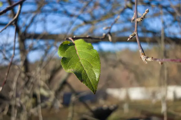 Ağaçların ve gökyüzünün bulanık arkaplanına karşı bir dalda tek yeşil yaprak.