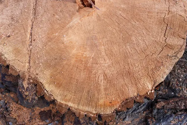 Yeni kesilmiş ağaç kütüğüne yakın plan. Detaylı ahşap tanecikleri, büyüme halkalarını ve etrafındaki ağaç kabuğu ve enkazı gösteriyor..