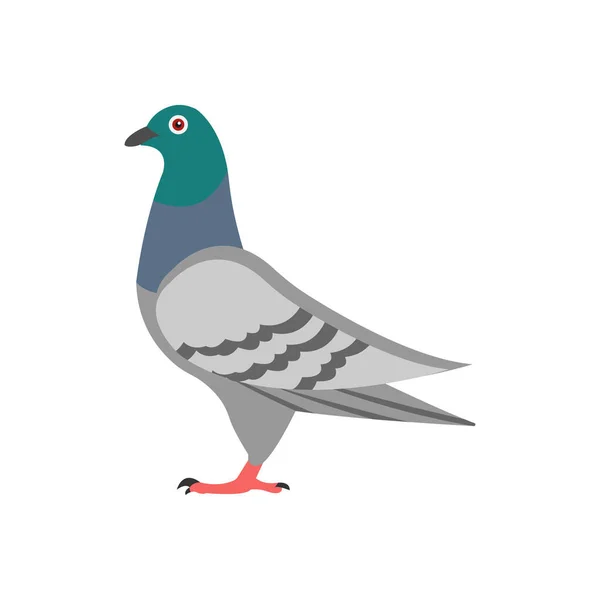Pigeon Illustration Vectorielle Sur Fond Symboles Qualité Premium Icônes Vectorielles — Image vectorielle