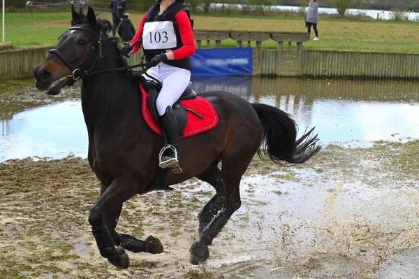 cross-country on horseback in an equestrian competition - Stock Image ...