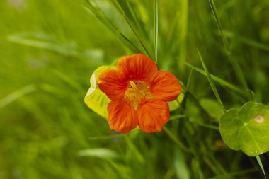 Tropaeolum majus ya da nasturtium, Amerika 'da yetişen ve parklarda, bahçelerde, İspanya' nın kıyı bölgelerinde yetiştirilen bir süs bitkisidir.