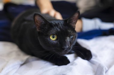 Tek gözlü, sevimli, küçük siyah bir kedi. Sahibi sabahları onu okşarken dikkatle izliyor..