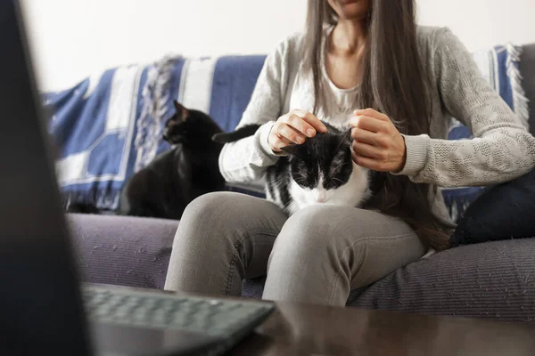 A woman strokes her cats, while watching the pc laptop sitting on the sofa at home.