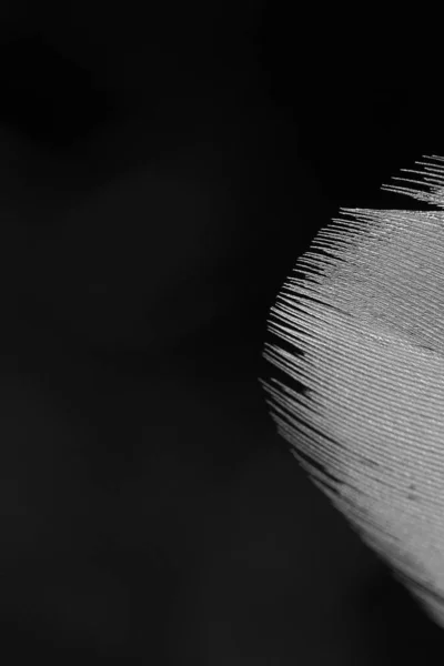 Detail of a bird feather in macro