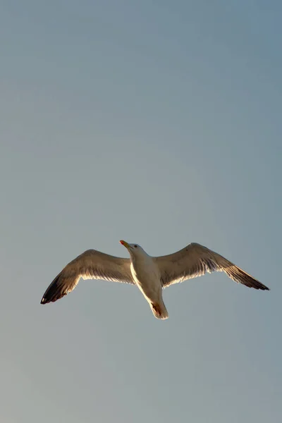 Close Gull Full Flight Blue Sky Stockfoto