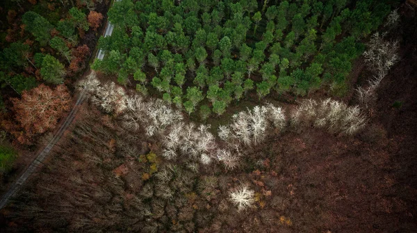 Forest Aerial View Different Species Pine Chestnut Oak Green Red Stockbild