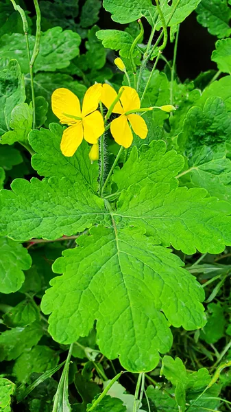 Plante Verzi Ruginite Vara Mușețel Celandină Iarbă Mică Tapet Pentru — Fotografie, imagine de stoc