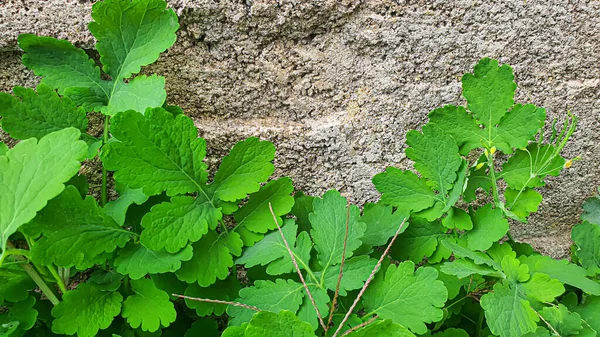 Rustikální Zelené Rostliny Létě Heřmánek Celandin Malá Tráva Tapeta Pozadí — Stock fotografie