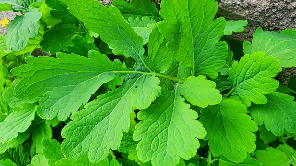 Rustikální Zelené Rostliny Létě Heřmánek Celandin Malá Tráva Tapeta Pozadí — Stock fotografie