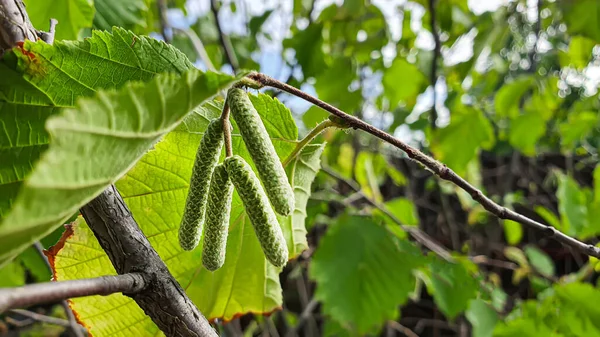 ヘーゼルナッツ ブッシュ 秋の枝にピアス 将来の収穫 — ストック写真