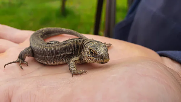 stock image Lizard on hand. Nature in the country. Juicy grass. Animal rescue concept. copy space