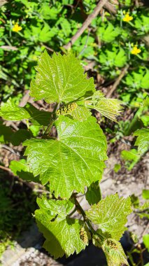 Bahçede mavi gökyüzüne karşı üzüm asması. Bahçe ağaçları, kır hasadı. Boşluğu kopyala