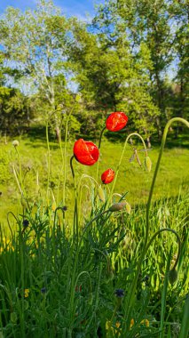 Çiçekli gelincikler ve mavi gökyüzüne karşı diğer kır çiçekleri. Yaz doğası. Boşluğu kopyala