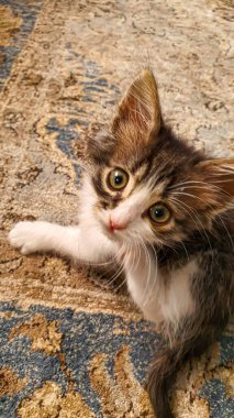 Sarı gözlü gri tüylü evcil kedi yavrusu. Evcil hayvanlar. Boşluğu kopyala