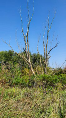 Ağaçlar ve bitkilerle çevrili büyük bir gölet. Kamp yapmak. Sonbahar manzarası. Boşluğu kopyala