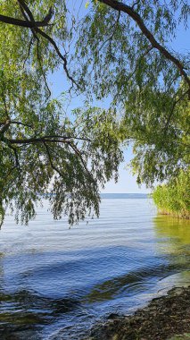 Ağaçlar ve bitkilerle çevrili büyük bir gölet. Kamp yapmak. Sonbahar manzarası. Boşluğu kopyala