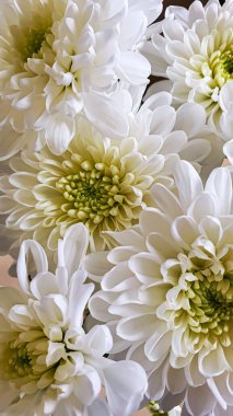 Bir buket beyaz kasımpatı. Yaprakların üzerinde su ve mücevher damlaları var. Kartlar, kapaklar için kullanılabilir.