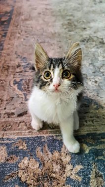 Sarı gözlü gri tüylü evcil kedi yavrusu. Evcil hayvanlar. Boşluğu kopyala