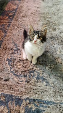 Sarı gözlü gri tüylü evcil kedi yavrusu. Evcil hayvanlar. Boşluğu kopyala