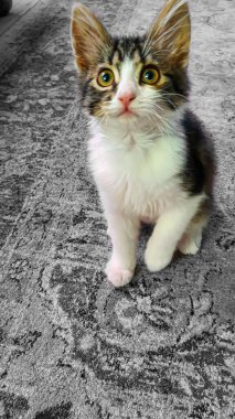 Sarı gözlü gri tüylü evcil kedi yavrusu. Evcil hayvanlar. Boşluğu kopyala