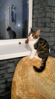 Sarı gözlü gri tüylü evcil kedi yavrusu. Evcil hayvanlar. Boşluğu kopyala